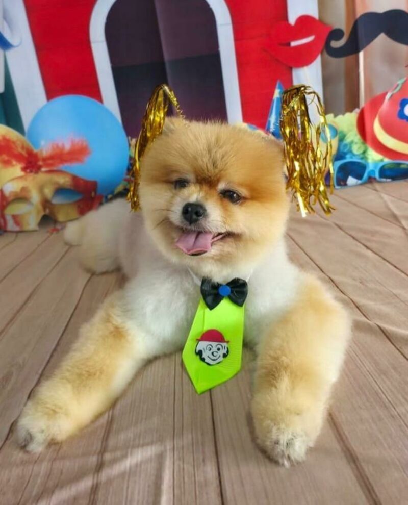 Imagem ilustrativa da matéria Chiktosa abre no feriado de 1º de maio e oferece banho, tosa e transporte para pets em Costa Rica